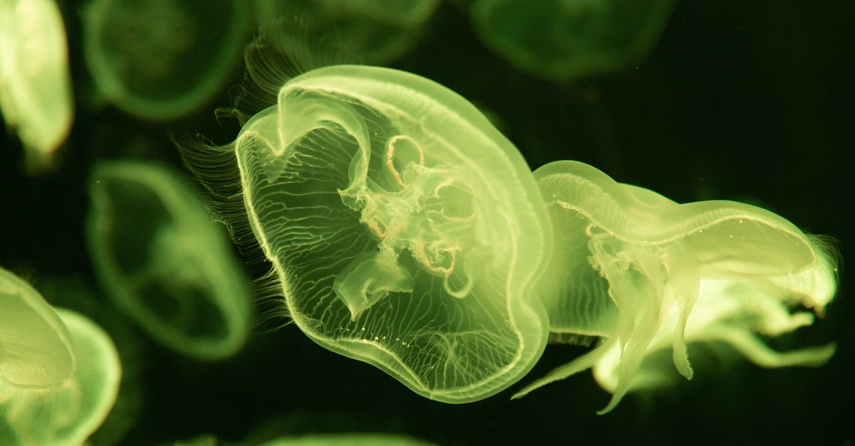 Do these fish have bones, and are they dangerous? - Close-Up Photo of Green Jellyfish Do these fish have bones, and are they dangerous? - Close-Up Photo of Green Jellyfish