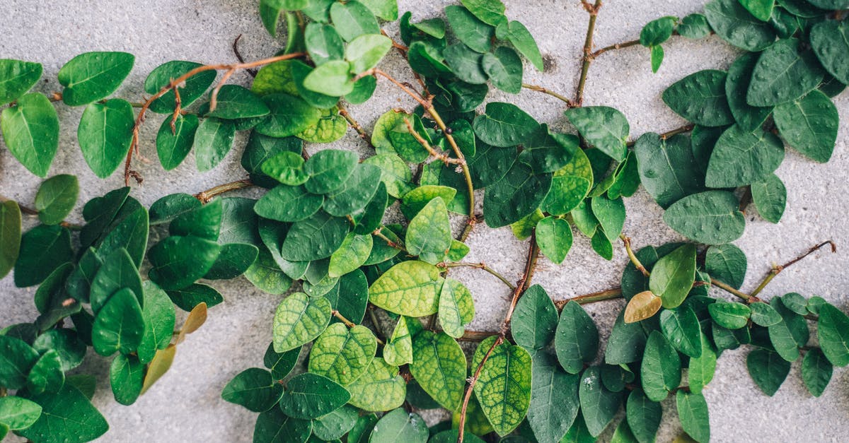 Do yellow lentils sprout after submersion for a few hours? - Green plant with lush leaves on rough background Do yellow lentils sprout after submersion for a few hours? - Green plant with lush leaves on rough background