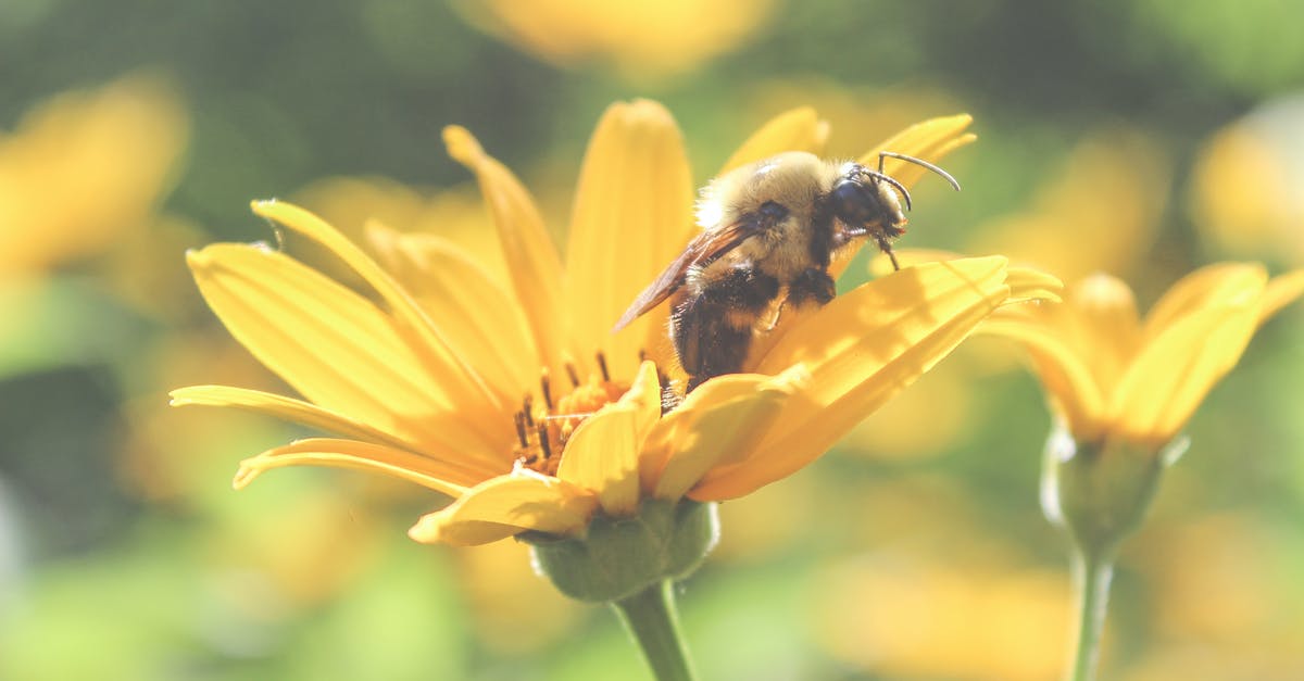 Does 100% pure honey expire? - Honey bee collecting sweet pollen from fragile yellow flower growing in sunny summer forest