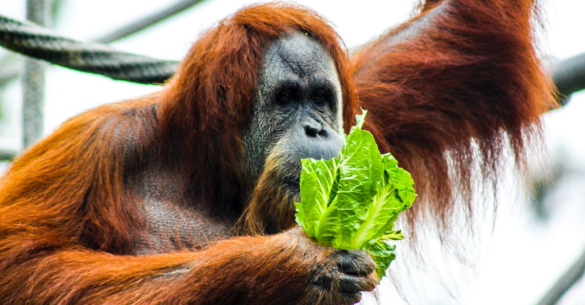 Does a head of lettuce really need to be refrigerated? - Photography of Chimpanzee Does a head of lettuce really need to be refrigerated? - Photography of Chimpanzee