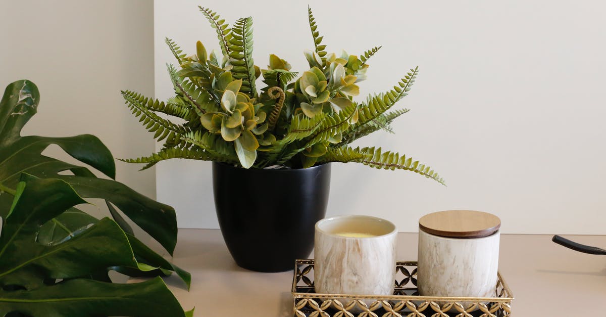Does a lid on a pot safely "seal" soup? - Fern and Succulent Plant on Black Ceramic Pot Does a lid on a pot safely "seal" soup? - Fern and Succulent Plant on Black Ceramic Pot