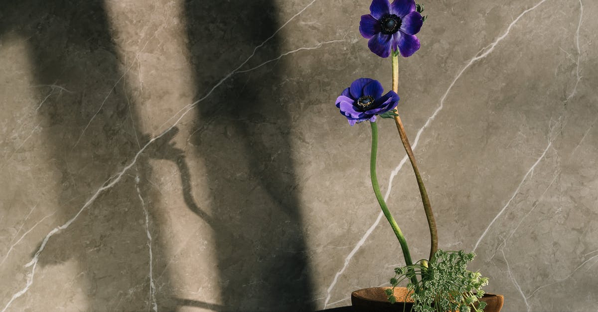 Does anthocyanin still exist once the purple beans have changed to green during cooking? - Purple Flower on Brown Pot Does anthocyanin still exist once the purple beans have changed to green during cooking? - Purple Flower on Brown Pot