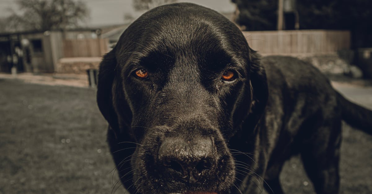 Does Arabic gum help keep frozen yogurt soft? - Black Dog Licking Frozen Yogurt in a Cup Does Arabic gum help keep frozen yogurt soft? - Black Dog Licking Frozen Yogurt in a Cup