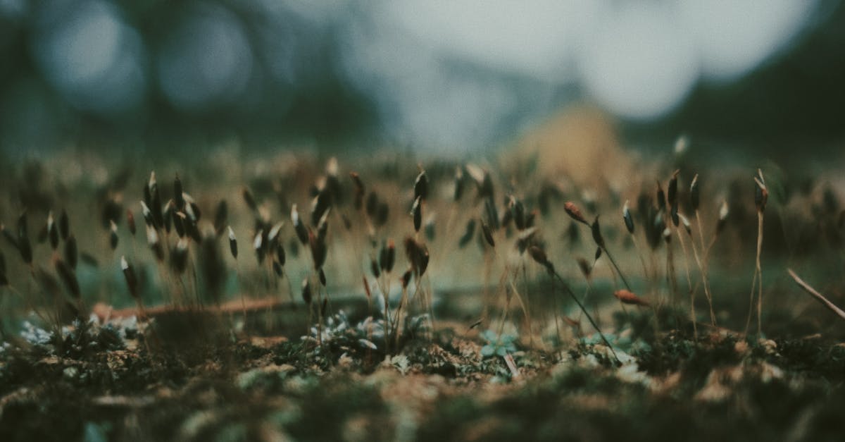Does flax seed lose its nutritional properties after it's ground up? [closed] - Small plants growing from ground in nature