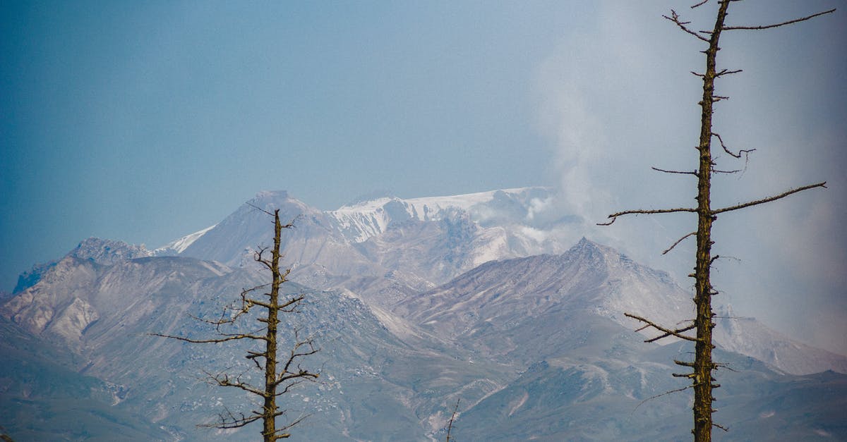 Does Freezing Broccoli Dry it Out? - Dry Trees on the Background of Snow Covered Mountains Does Freezing Broccoli Dry it Out? - Dry Trees on the Background of Snow Covered Mountains