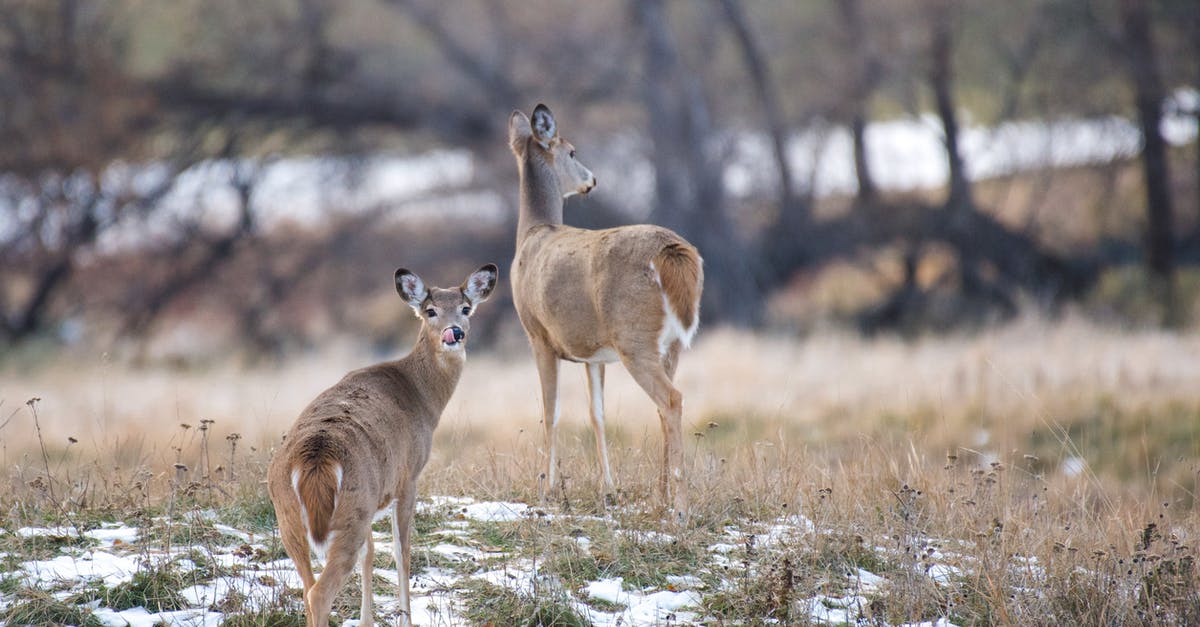 Does injera require a starter? - Deer on a hill