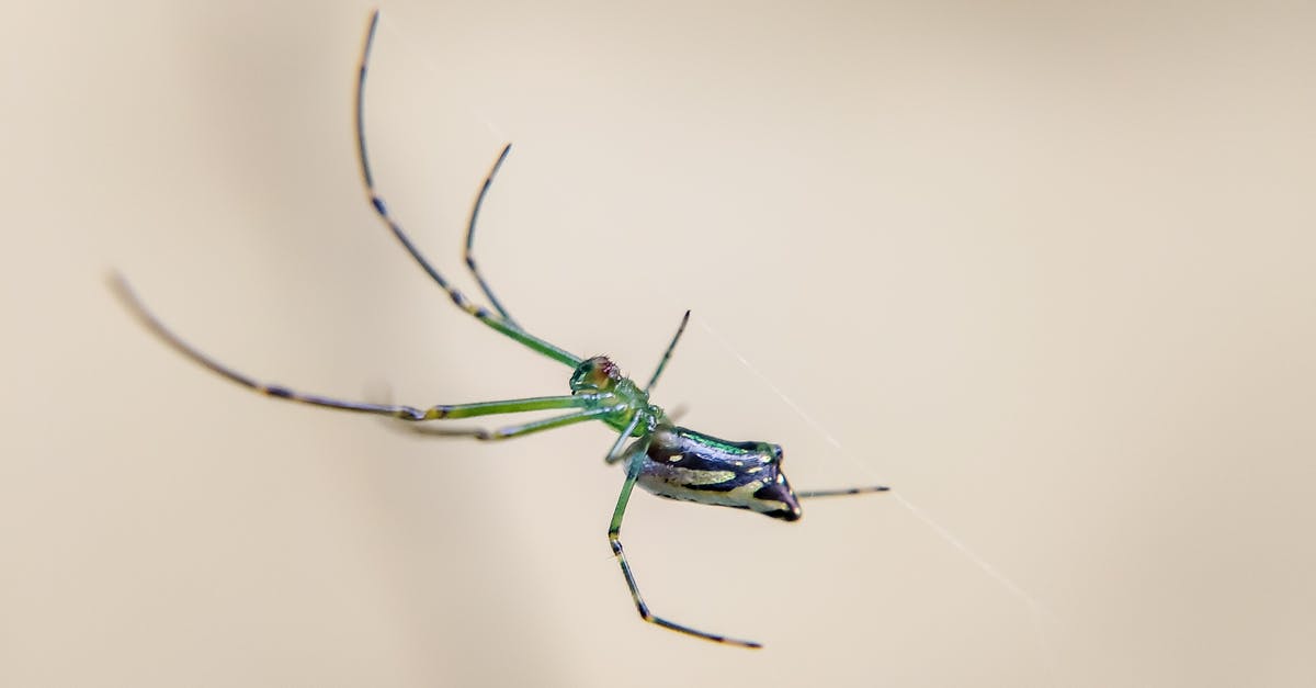 Does invisible mould exist? - Macro Photography of a Spider Does invisible mould exist? - Macro Photography of a Spider