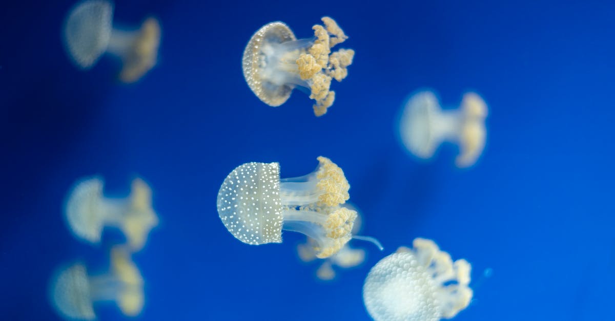 Does jellyfish contian heme or non-heme iron - White and Blue Jellyfish in Blue Water Does jellyfish contian heme or non-heme iron - White and Blue Jellyfish in Blue Water