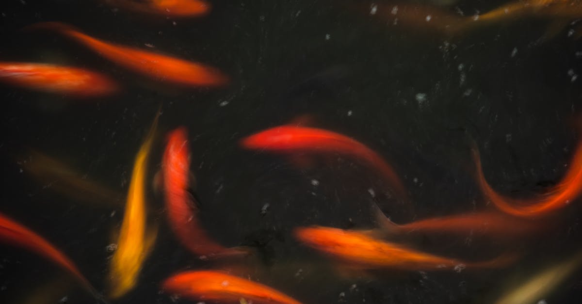 Does marinating hinder brining? - Red and Yellow Koi Fish Does marinating hinder brining? - Red and Yellow Koi Fish