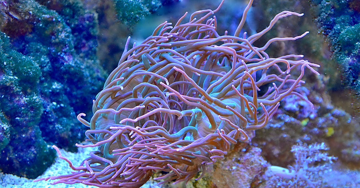 Does marinating hinder brining? - Blue and White Sea Creature Does marinating hinder brining? - Blue and White Sea Creature