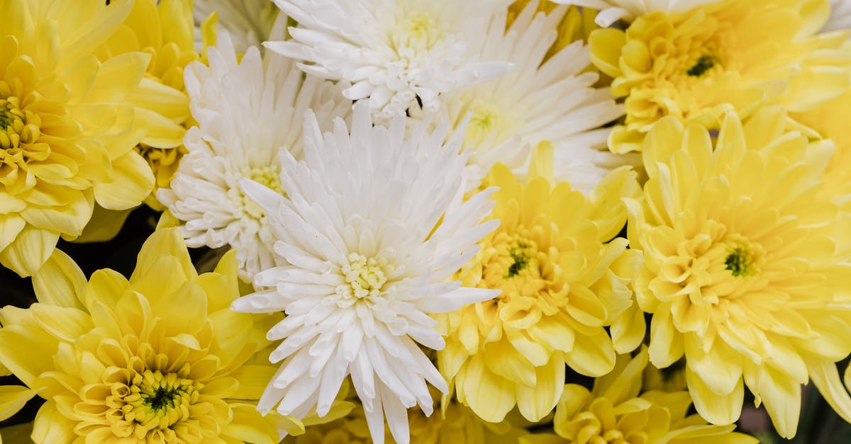 Does oven spring differ between white and sourdough breads? - Bunch of yellow and white flowers Does oven spring differ between white and sourdough breads? - Bunch of yellow and white flowers