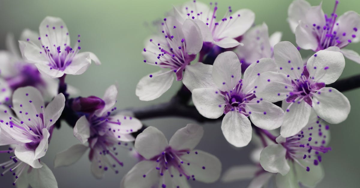 Does oven spring differ between white and sourdough breads? - White and Purple Petal Flower Focus Photography