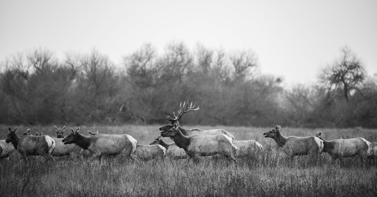 Does package yeast inhibit wild fermentation? - Large Herd of Deer Moving in Meadow Does package yeast inhibit wild fermentation? - Large Herd of Deer Moving in Meadow