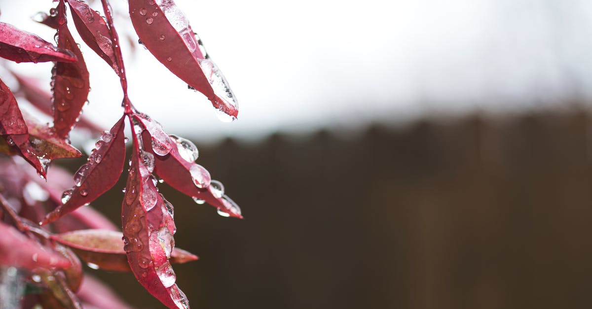 Does putting pandan leaves' stems in water prolong its freshness? - Close Up Photography of Red Leaves Does putting pandan leaves' stems in water prolong its freshness? - Close Up Photography of Red Leaves