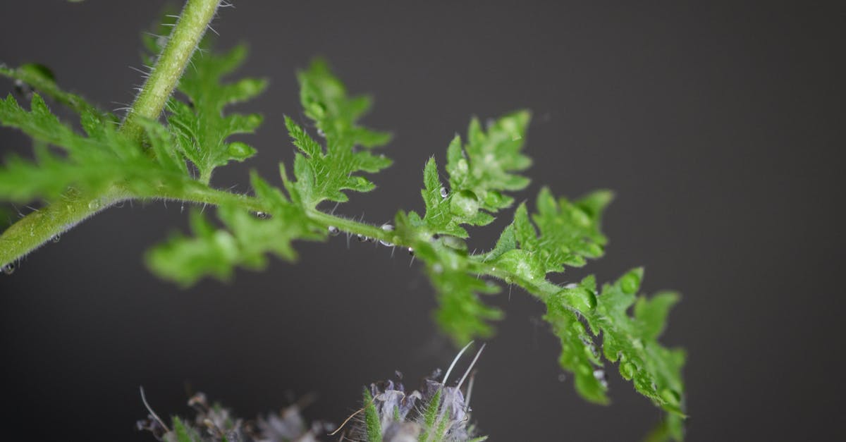 Does putting pandan leaves' stems in water prolong its freshness? - Close-Up Photo Fern Leaves Does putting pandan leaves' stems in water prolong its freshness? - Close-Up Photo Fern Leaves