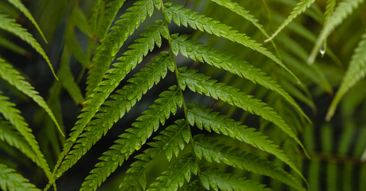 Does putting pandan leaves' stems in water prolong its freshness? - A Close-Up Shot of a Fern Plant Does putting pandan leaves' stems in water prolong its freshness? - A Close-Up Shot of a Fern Plant