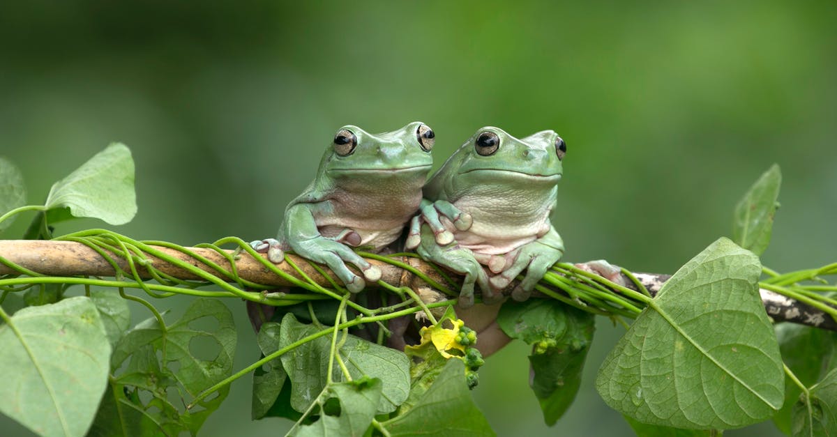 Does "1 lime leaf" mean a pair of leaves, or half a pair? - Pair of Green Frogs Sitting on Tree Branch Does "1 lime leaf" mean a pair of leaves, or half a pair? - Pair of Green Frogs Sitting on Tree Branch