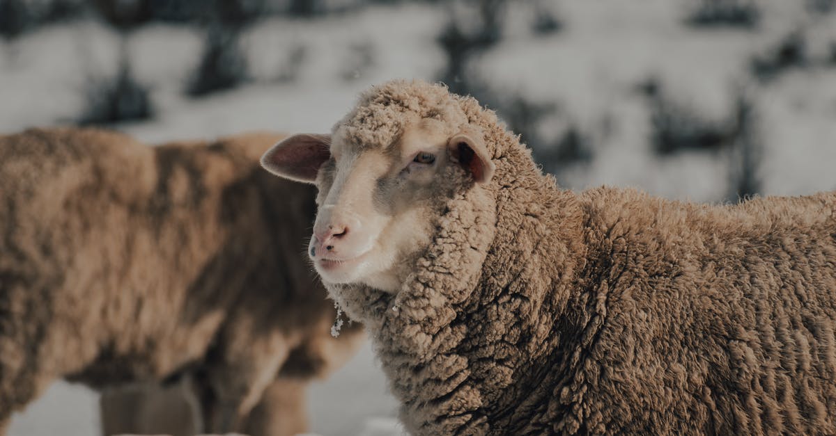 Does repeating freeze -> chill -> freeze -> chill spoil yogurt? - Brown Sheep on Snow Covered Ground Does repeating freeze -> chill -> freeze -> chill spoil yogurt? - Brown Sheep on Snow Covered Ground