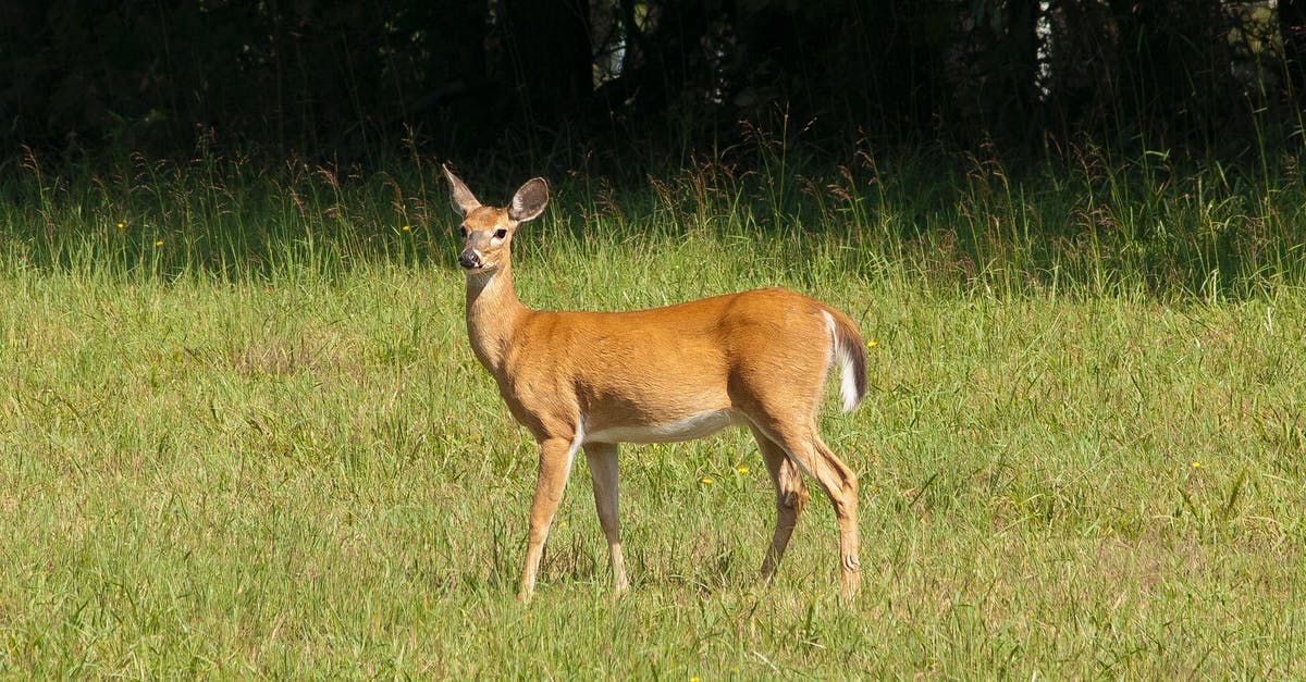 Does Splenda caramelize? - Brown Deer Does Splenda caramelize? - Brown Deer