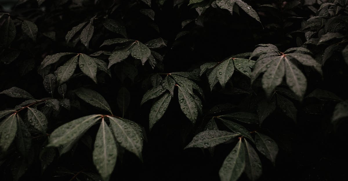 Does starch thickened custard get thinner after a few days? - Close-Up Photo Of Green Leaves