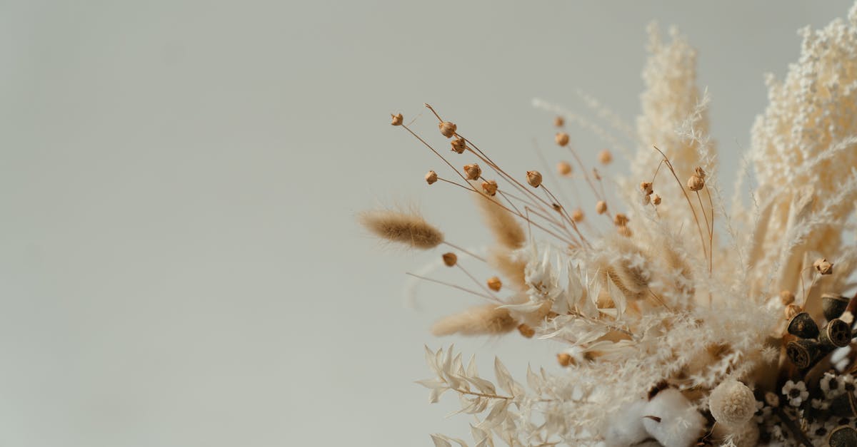 Dried herbs instead of bouquet garni? - White Flower in Macro Lens Photography Dried herbs instead of bouquet garni? - White Flower in Macro Lens Photography