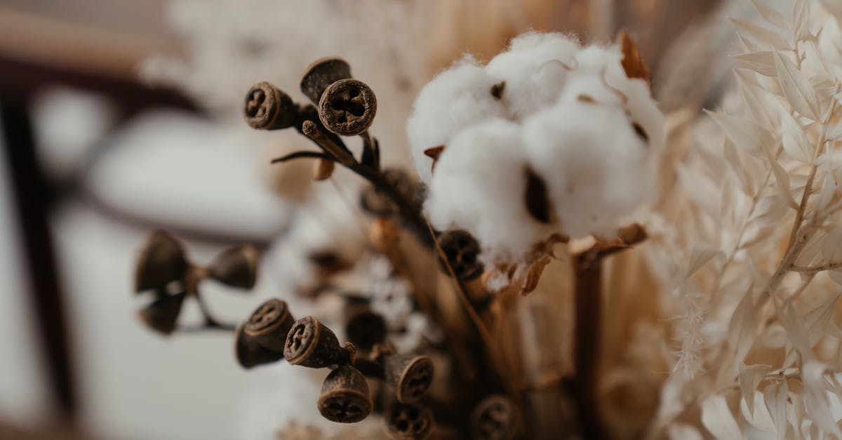 Dried herbs instead of bouquet garni? - Brown and Black Plant Covered With Snow Dried herbs instead of bouquet garni? - Brown and Black Plant Covered With Snow