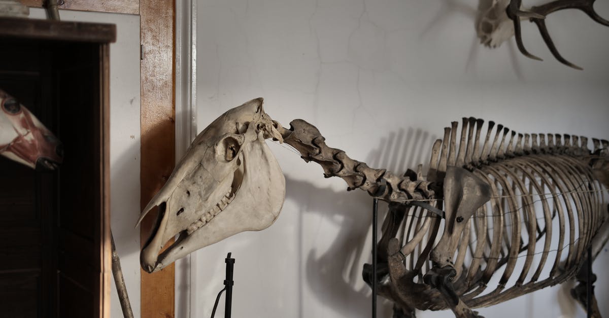 Dry Brine time/thawed turkey time - Skeleton of horse in museum Dry Brine time/thawed turkey time - Skeleton of horse in museum