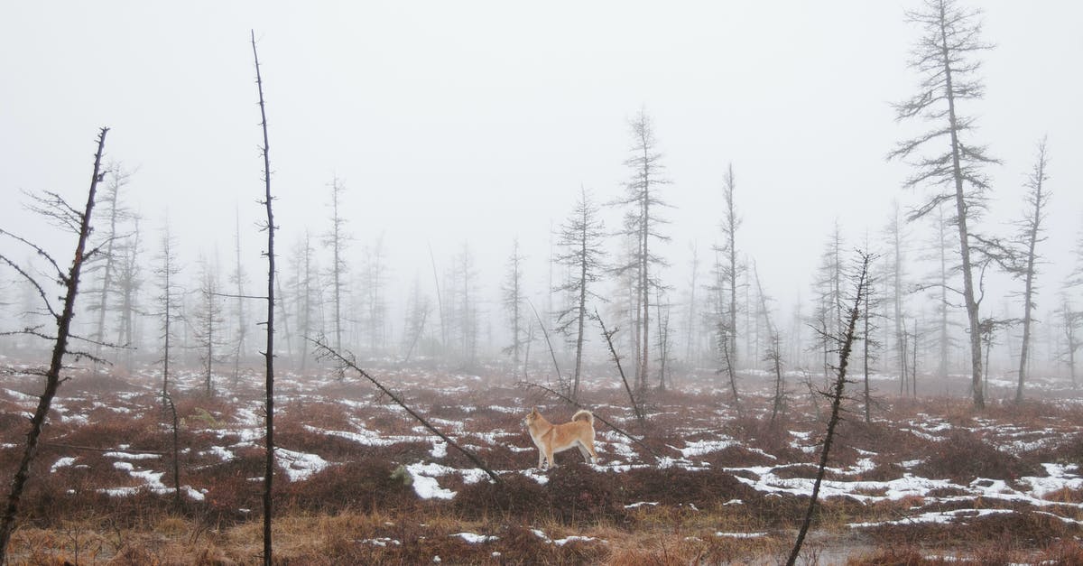 Dry Brine time/thawed turkey time - Small ginger dog in middle of empty forest with yellow dry grass and leafless thin trees in winter time Dry Brine time/thawed turkey time - Small ginger dog in middle of empty forest with yellow dry grass and leafless thin trees in winter time