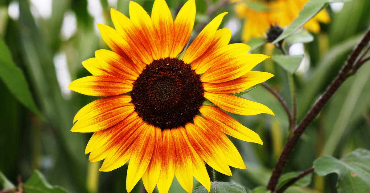 Easier way to shell out sunflower seeds - Sunflower during Daytime