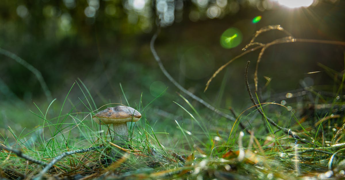 Edible silicone? - Brown Mushroom on Green Grass Edible silicone? - Brown Mushroom on Green Grass