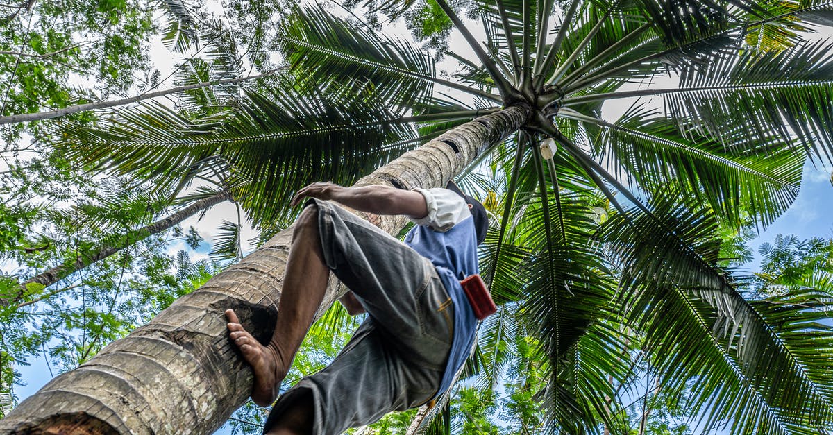 Edible supports for a fondant palm tree - Barefoot Man Climbing Palm Tree Edible supports for a fondant palm tree - Barefoot Man Climbing Palm Tree