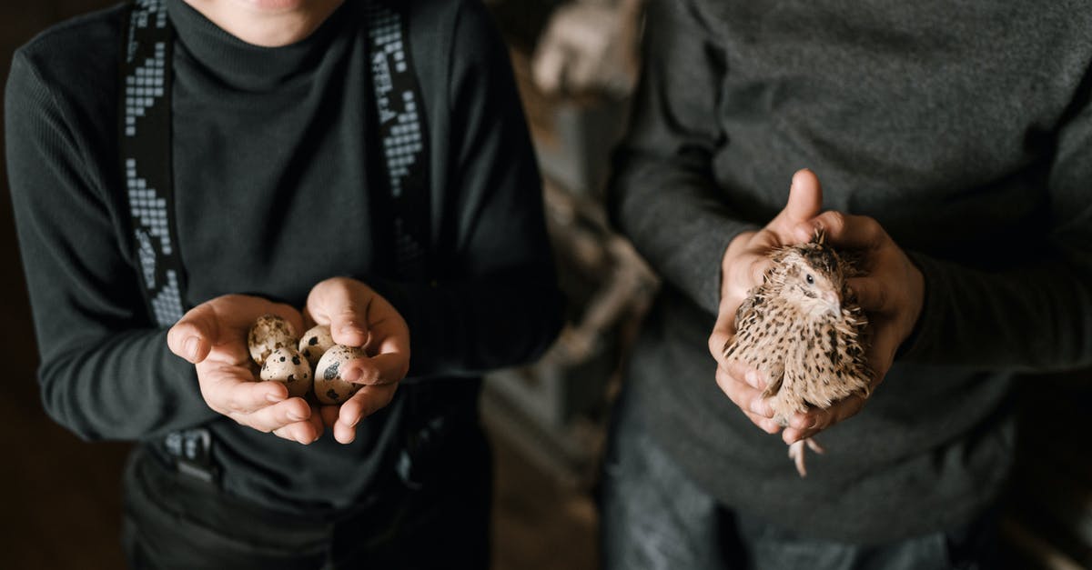 Egg and gluten free custard ideas? - From above crop cute smiling boys in black casual wear with small quail and eggs on farm in daylight Egg and gluten free custard ideas? - From above crop cute smiling boys in black casual wear with small quail and eggs on farm in daylight
