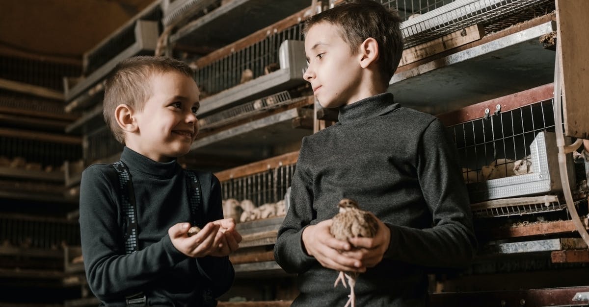 Egg and gluten free custard ideas? - Cheerful brothers with cute quail and eggs Egg and gluten free custard ideas? - Cheerful brothers with cute quail and eggs