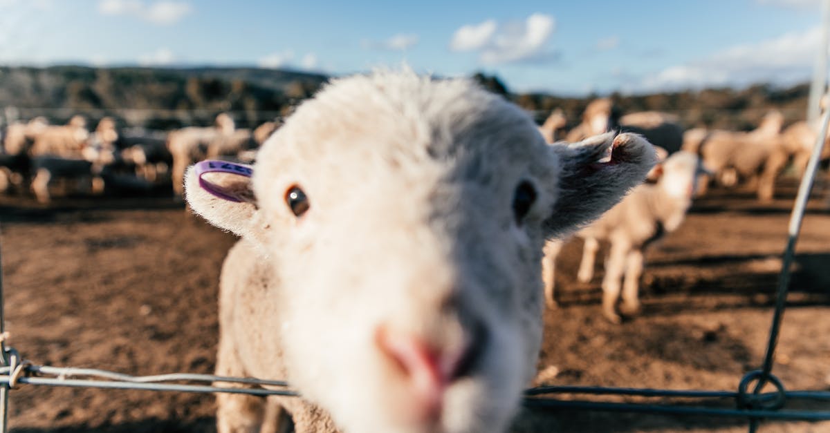 Excess coriander in mutton curry - Funny sheep standing in enclosure and sniffing camera Excess coriander in mutton curry - Funny sheep standing in enclosure and sniffing camera