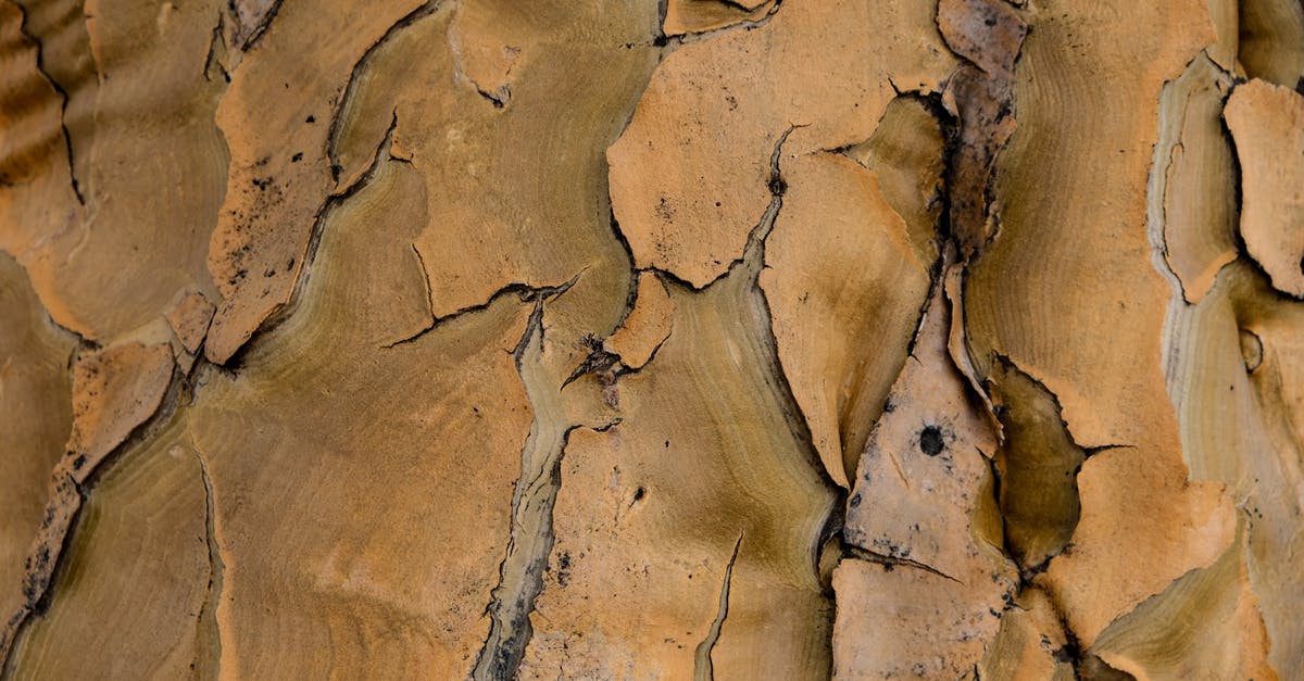 factors affecting the flavor of cinchona bark - Close up of Tree Bark factors affecting the flavor of cinchona bark - Close up of Tree Bark
