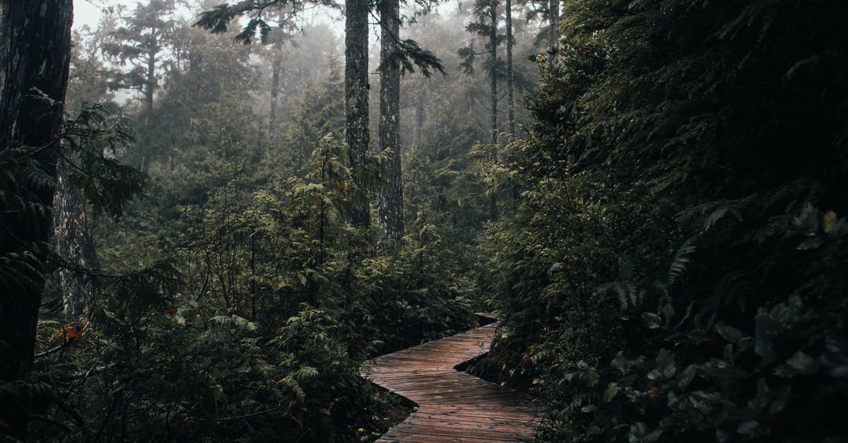 Fastest way to peel and dice vegetables? - Narrow wooden pathway surrounded with green trees and plants growing in woodland in nature in daylight Fastest way to peel and dice vegetables? - Narrow wooden pathway surrounded with green trees and plants growing in woodland in nature in daylight