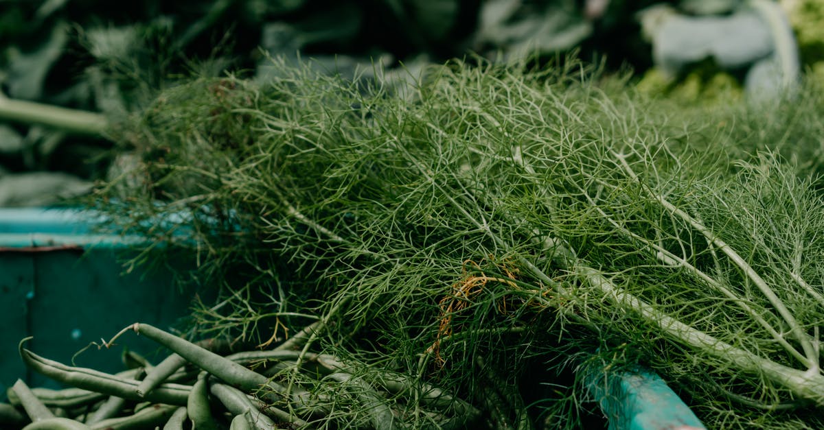Fennel mandarin salad - Free stock photo of agriculture, clean eating, color Fennel mandarin salad - Free stock photo of agriculture, clean eating, color