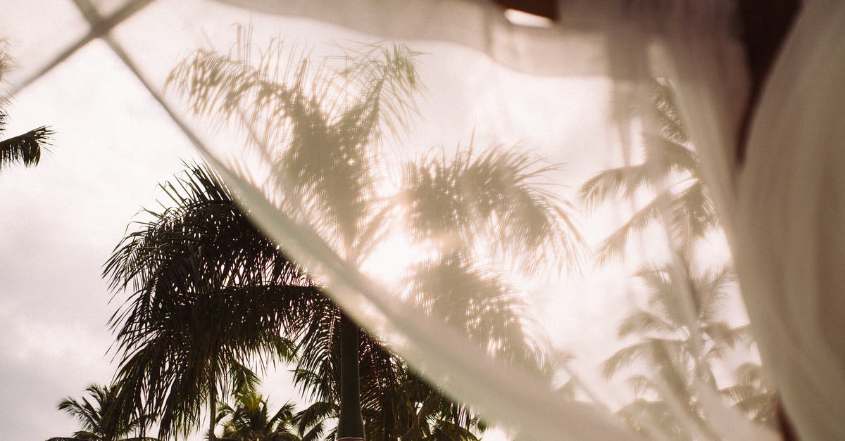 Fermenting pickles - sun or shade? - Green Palm Trees Fermenting pickles - sun or shade? - Green Palm Trees