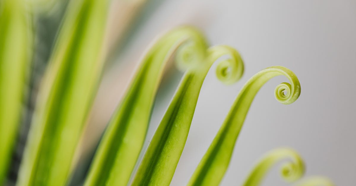 Fiddlehead toxicity -
A Close-Up Shot of Furled Fronds Fiddlehead toxicity -
A Close-Up Shot of Furled Fronds