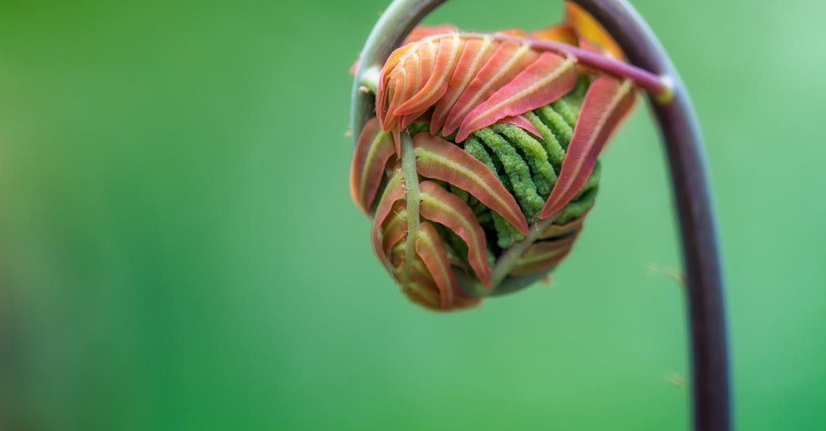 Fiddlehead toxicity - Closeup of small delicate new fronds of royal fern sprouting against blurred green background Fiddlehead toxicity - Closeup of small delicate new fronds of royal fern sprouting against blurred green background