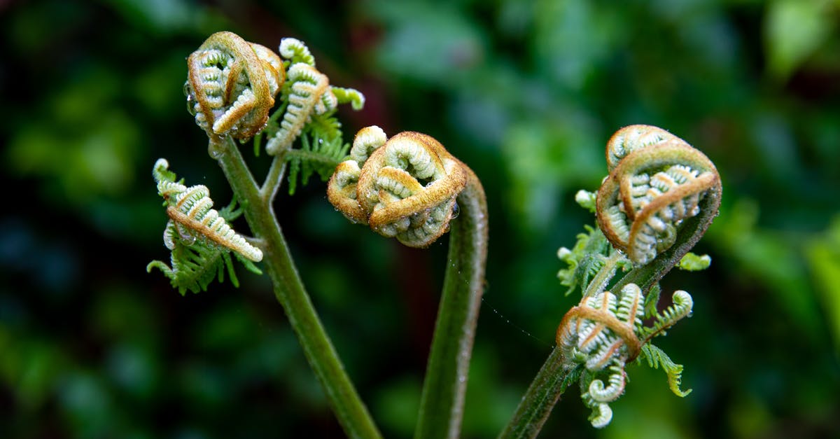 Fiddlehead toxicity - Unfurling Fiddlehead Fern Fiddlehead toxicity - Unfurling Fiddlehead Fern