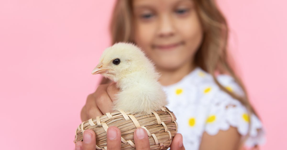 Finishing Sous-Vide Chicken Thighs en masse - Little Girl Holding a Chick Finishing Sous-Vide Chicken Thighs en masse - Little Girl Holding a Chick
