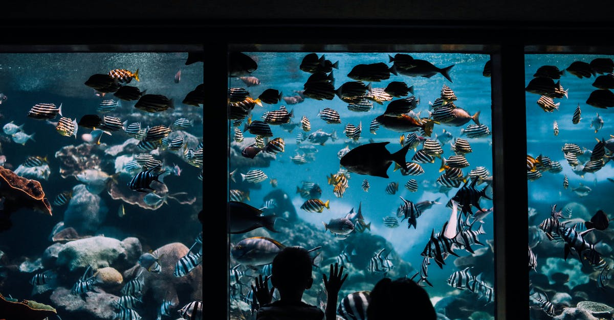 Fish and cheese: An unbreakable rule? - People Watching Fishes in Aquarium Fish and cheese: An unbreakable rule? - People Watching Fishes in Aquarium
