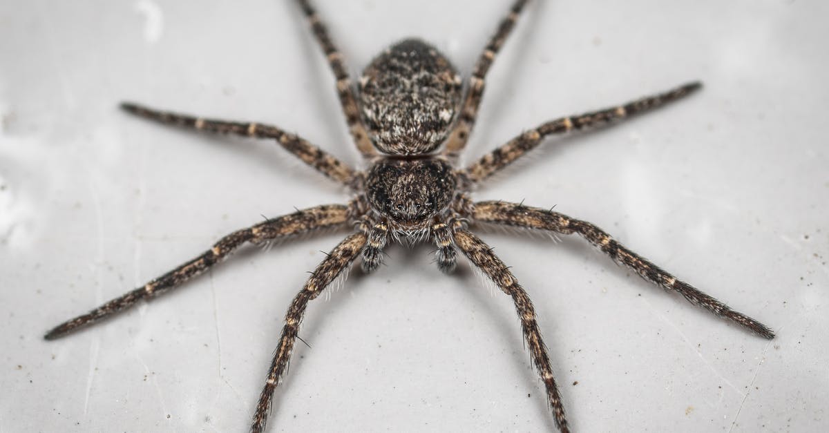Fish bone broth separating after long long boil - From above of dangerous dark fishing spider with spots on hairy legs and body placed on white surface in aquarium Fish bone broth separating after long long boil - From above of dangerous dark fishing spider with spots on hairy legs and body placed on white surface in aquarium