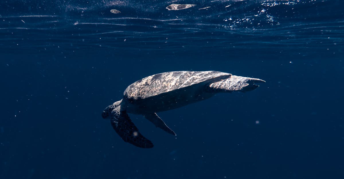 Fish quality for ceviche - Black and White Whale on Water Fish quality for ceviche - Black and White Whale on Water