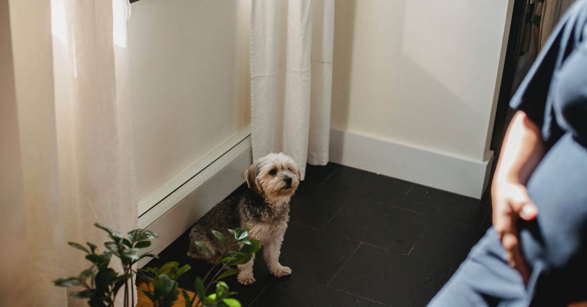 Flat Yorkshire Pudding - Small dog resting at home Flat Yorkshire Pudding - Small dog resting at home