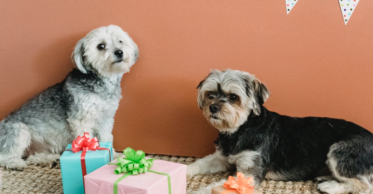 Flat Yorkshire Pudding - Calm obedient Yorkshire Terriers lying on carpet near colorful gift boxes while resting at home with festive decorations Flat Yorkshire Pudding - Calm obedient Yorkshire Terriers lying on carpet near colorful gift boxes while resting at home with festive decorations