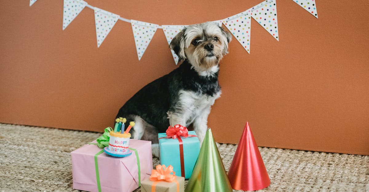 Flat Yorkshire Pudding - Cute dog surrounded by gift boxes Flat Yorkshire Pudding - Cute dog surrounded by gift boxes