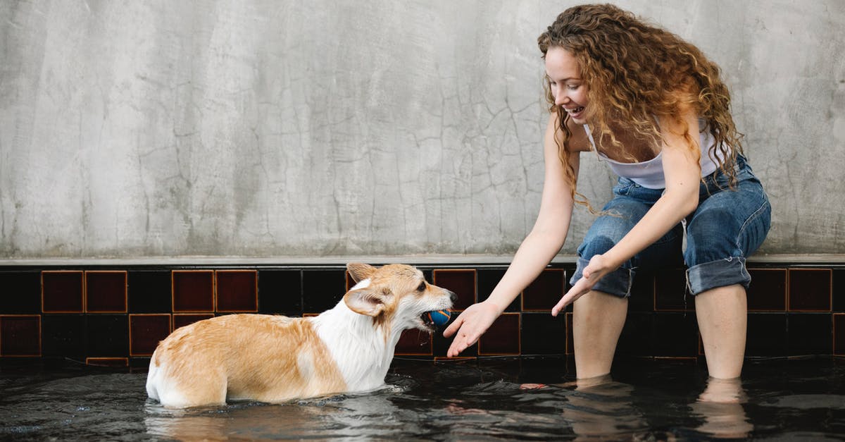 Fluffy matzo balls - Smiling owner taming Welsh Corgi with ball in pool Fluffy matzo balls - Smiling owner taming Welsh Corgi with ball in pool