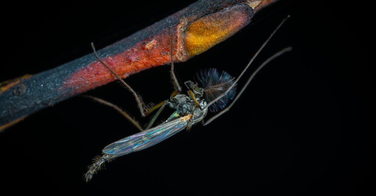 Food science of thickeners such as starches and gelatins - Blue Robberfly on Branch Food science of thickeners such as starches and gelatins - Blue Robberfly on Branch